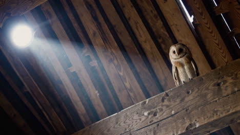 barn owl perched in a rustic barn with light beam