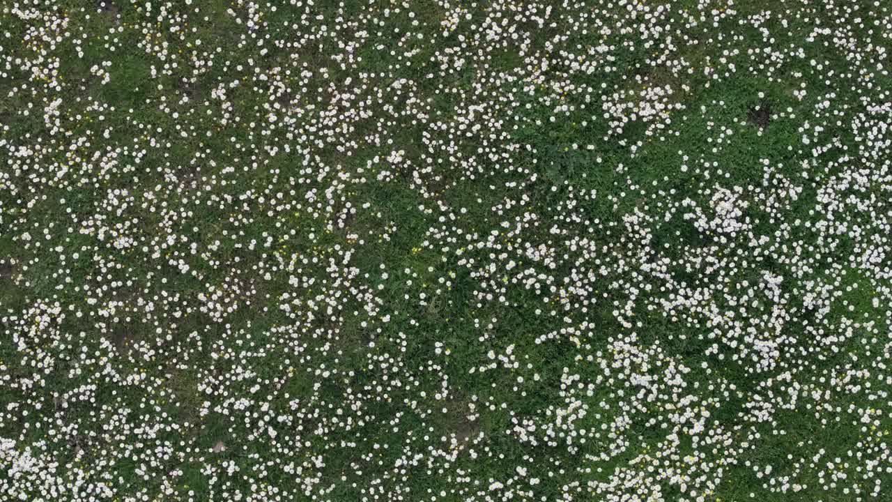 ascending flight with a drone with overhead view and filming with turns in a meadow full of chamomile flowers Matricaria recutita mixed with other flowers and with a background of green grass