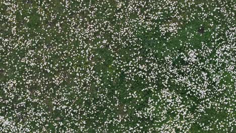 ascending-flight-with-a-drone-with-overhead-view-and-filming-with-turns-in-a-meadow-full-of-chamomile-flowers-Matricaria-recutita-mixed-with-other-flowers-and-with-a-background-of-green-grass