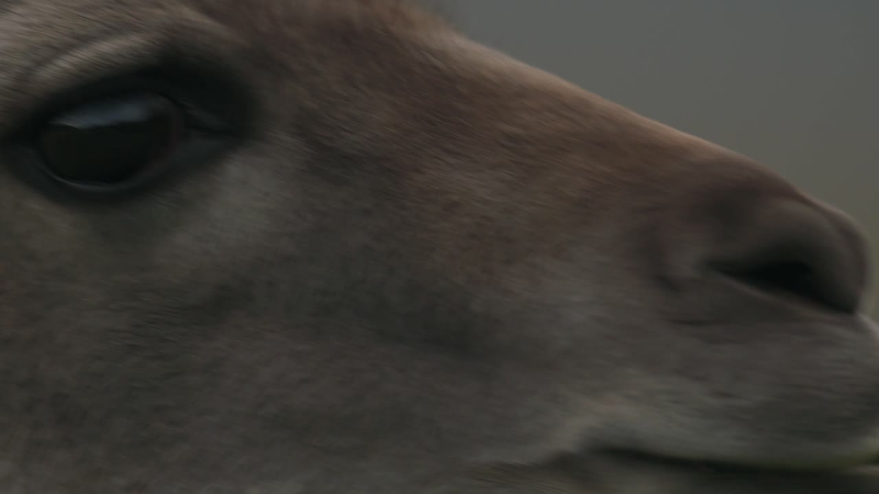 과나코의 눈을 클로즈업