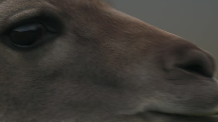 Close up of a Guanaco's eye