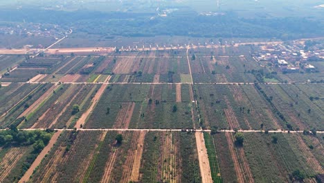 drone view of kiwi farms located in zhouzhi county, shaanxi province, china