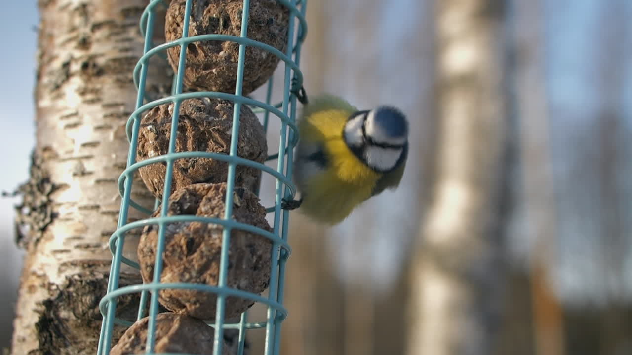 hermoso retrato de pájaro tit azul euroasiático de cerca,