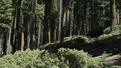 Bäume-Werfen-Im-Zeitraffer-Schatten-In-Einem-Wald