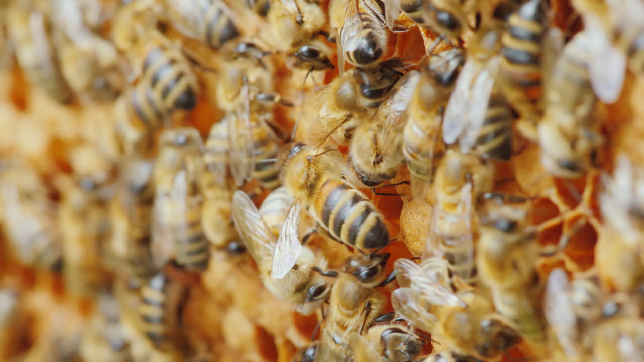 Entertaining Bee Life Amicable Team Work On The Creation Of Delicious Honey