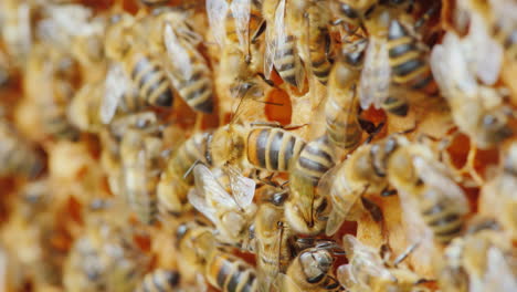 entretenida vida de abejas trabajo amistoso en equipo en la creación de deliciosa miel