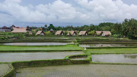 Hermosas-Terrazas-De-Arrozales-Con-Vistas-A-Alojamiento-En-Cabañas-De-Paja-En-Ubud-Bali-Al-Amanecer,-Antena