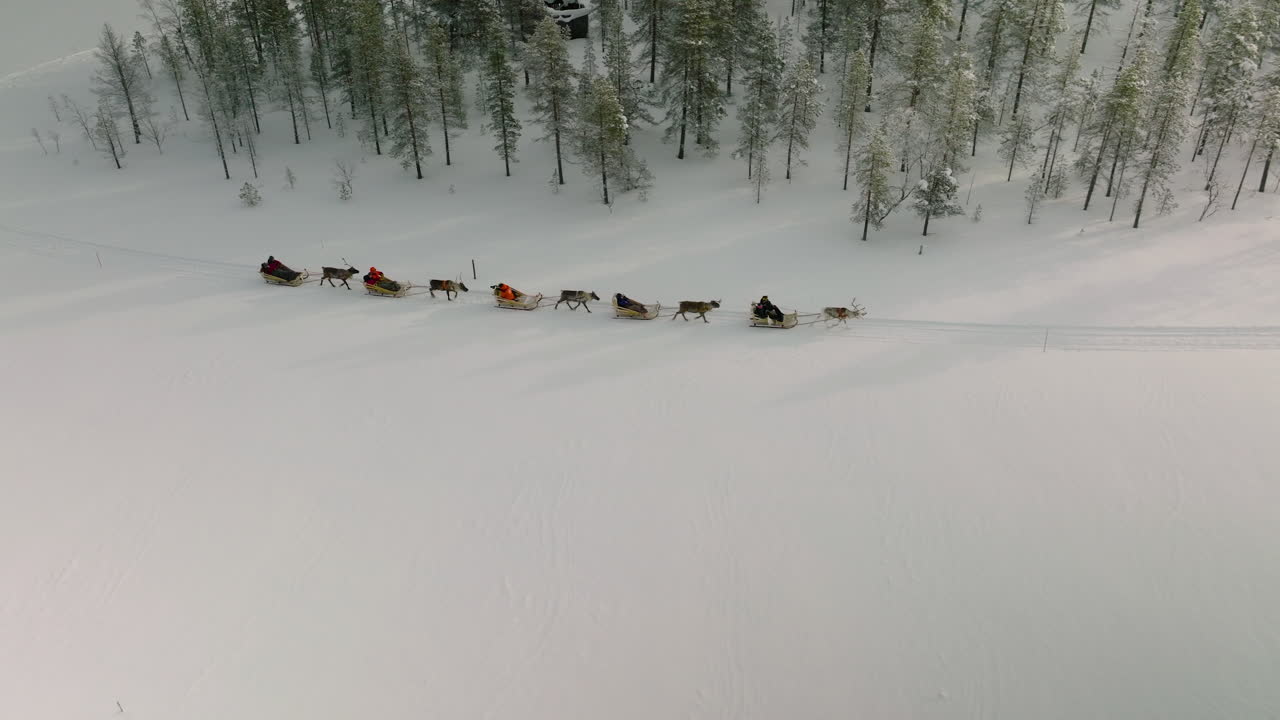 la gente monta renos, excursión popular en el campo nevado de muonio en finlandia