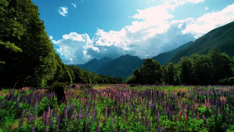 Neuseeland-Milford-Sound-Drohnenaufnahme-Eines-Mädchens,-Das-Durch-Ein-Lupinenfeld-Geht