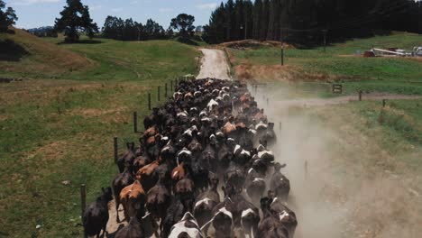 Estampida-De-Vacas-Corriendo-En-La-Carretera-De-La-Granja-De-Arena-Polvorienta,-Fiebre-Del-Pánico,-Antena