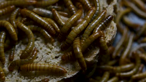 the mealworm is a species of darkling beetle used to feed pets like fish, snakes, birds, and frogs