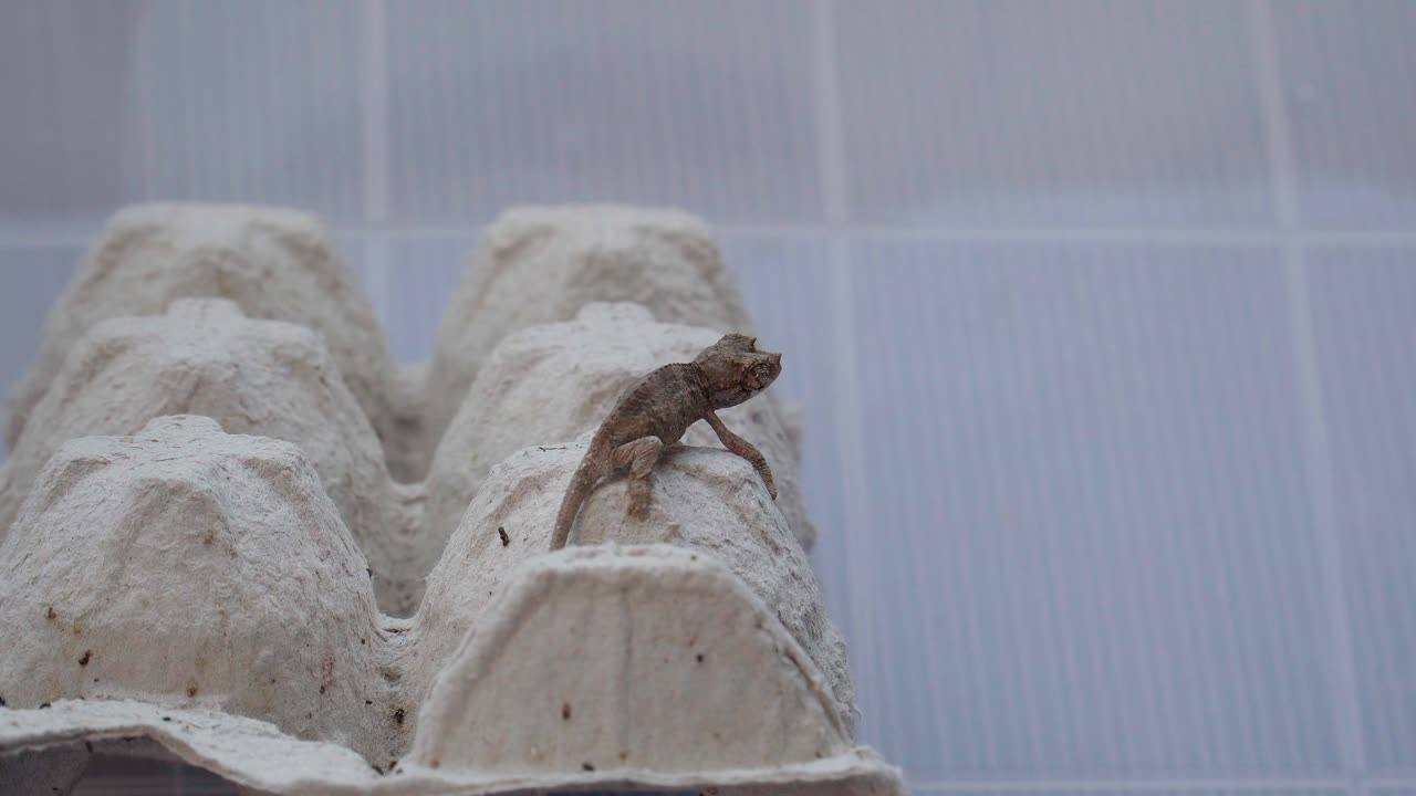 먹이를 찾는 아기 잭슨 카멜레온