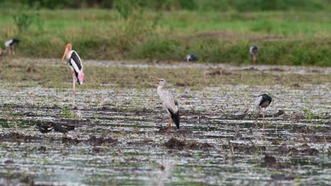 Cigüeña-Asiática-Openbill,-Bostezo-Anastomus,-Tailandia