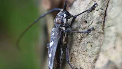 asian tree bark beetle crawls on jackfruit