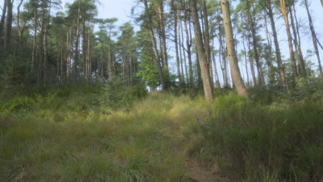 Englischer-Kiefernwald-An-Einem-Hellen,-Windigen-Herbsttag