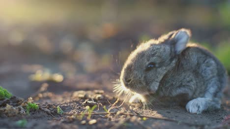 rabbit on green grass, white rabbit little rabbit, little white bunny