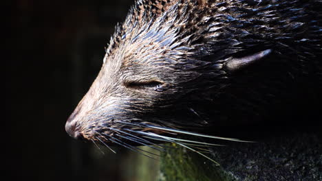 Foca-Peletera-Húmeda-De-Nueva-Zelanda-Durmiendo-En-Su-Hábitat