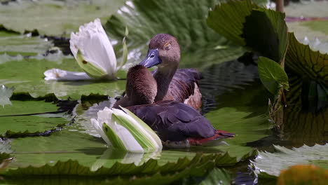 Encantador-Pato-Silbador-Menor-Acicalándose-Unos-A-Otros