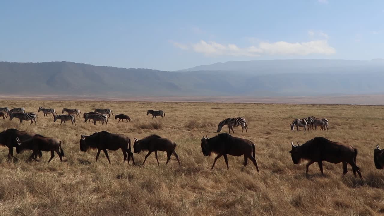 A slow motion clip of a herd wildebeest, Connochaetes taurinus or Gnu marching across a open plain during migration season in the Ngorongoro crater Tanzania