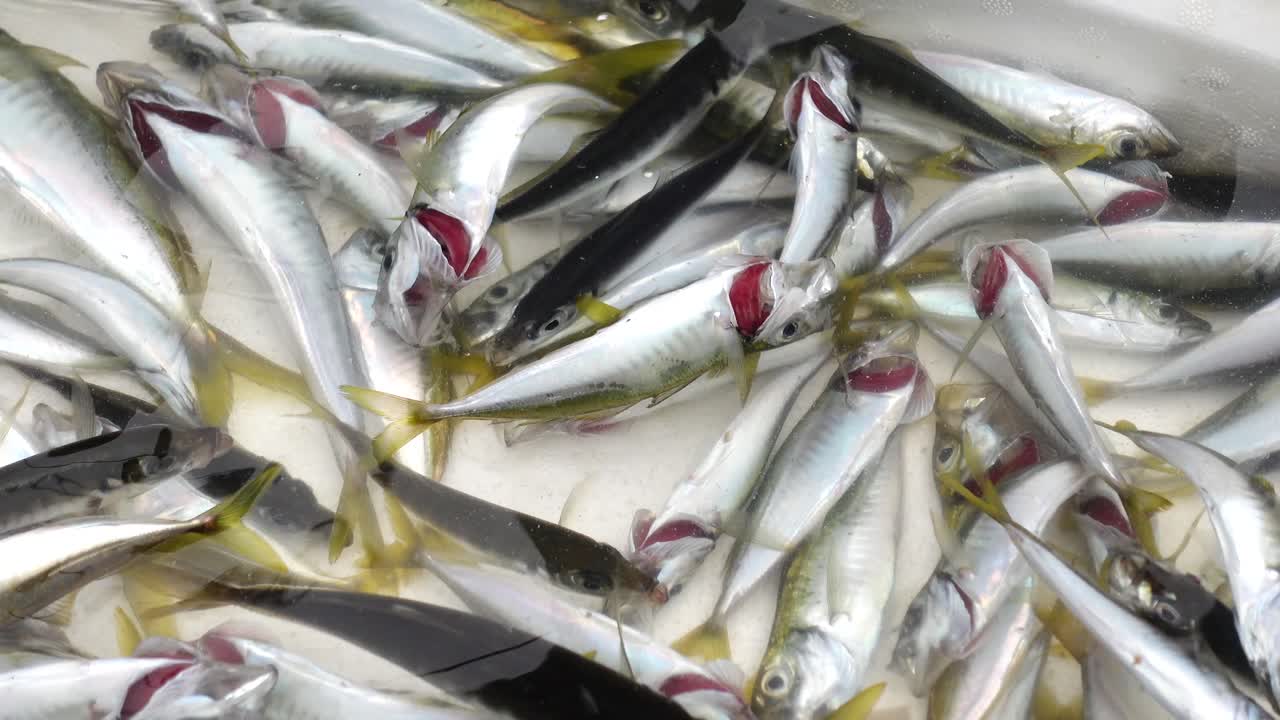 pescado recién capturado en el mercado
