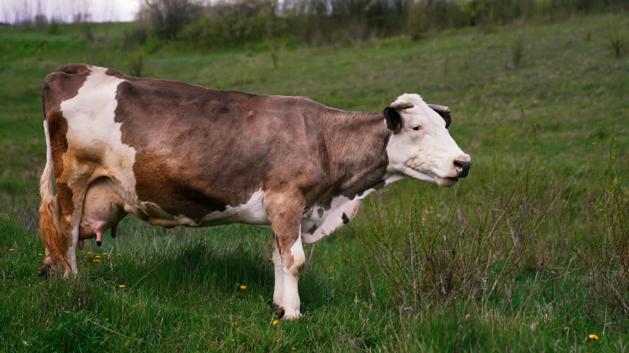 Beautiful cow eating green grass. Slow motion of eating grass by cow.