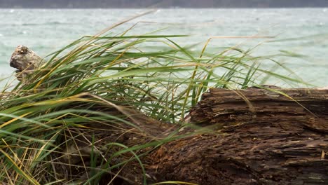 seagrass blows in a stiff breeze with the rough waters of puget sound in the background