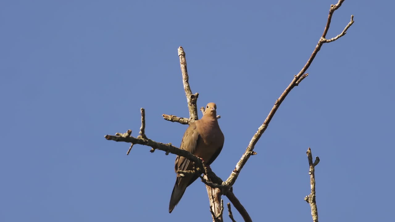 paloma de luto de color beige en la copa de un árbol desnudo y sin hojas