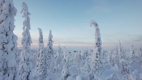surround drone shot of snowy tree landscape in lapland, finland, arctic circle
