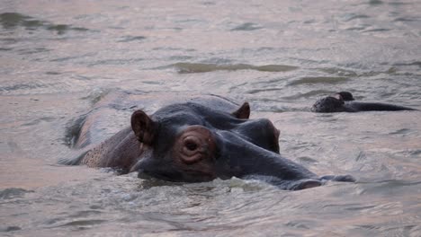 close up of a hippopotamus turning left in a river