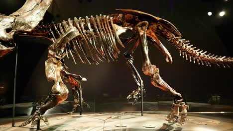 triceratops skeleton exhibit in melbourne museum