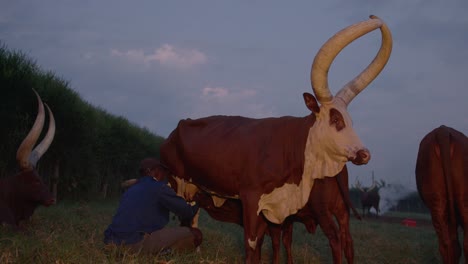 General-shot-of-a-young-black-man-milking-a-watusi-ankole-cow-with-big-horns-in-a-beautiful-sunset