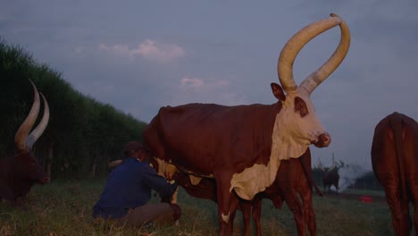 general shot of a young black man milking a watusi ankole cow with big horns in a beautiful sunset