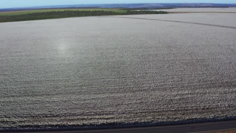 high angle aerial shot orbiting above a vast white cotton field in the remote countryside