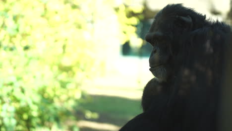 chimpanzee hanging out at chattanooga zoo on a sunny day