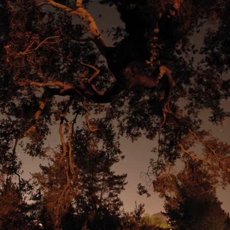 Time-lapse-of-star-trails-and-oak-tree-in-Oak-View-California