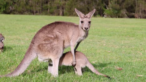 mother kangaroo nurturing her joey in a grassy field