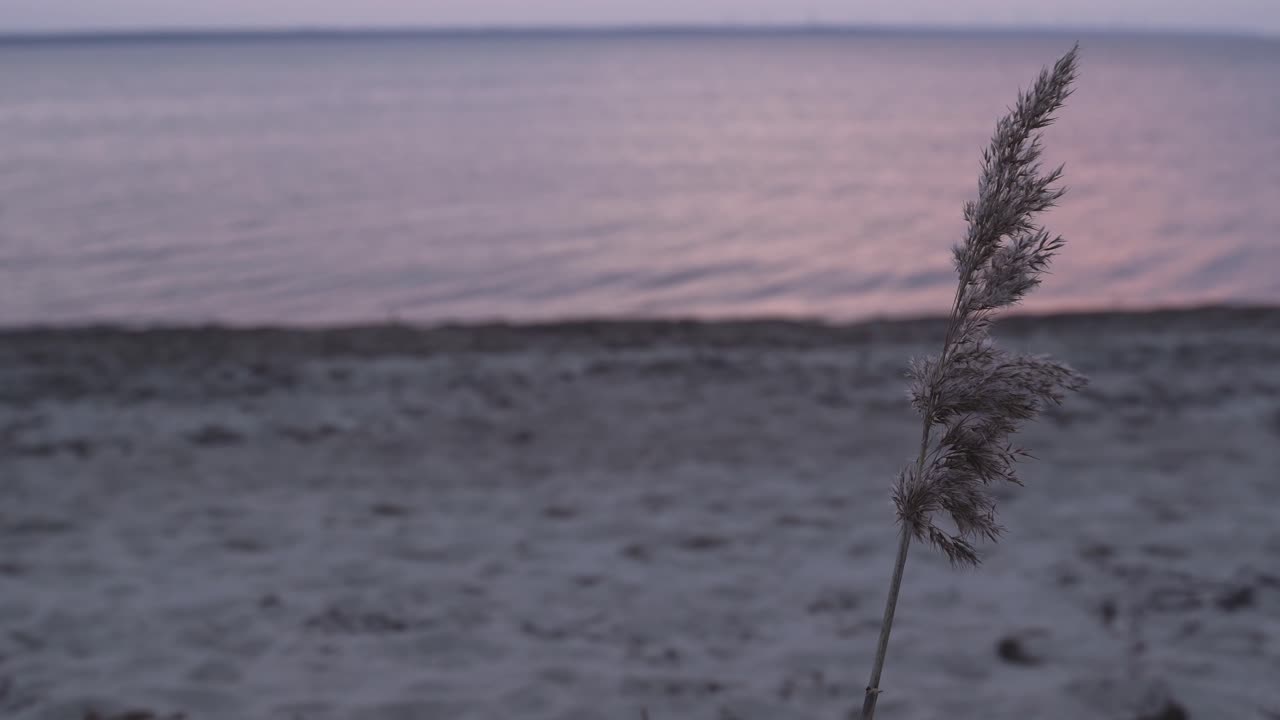 보라색 해가 지는 동안 바람에 흔들리는 서두르기