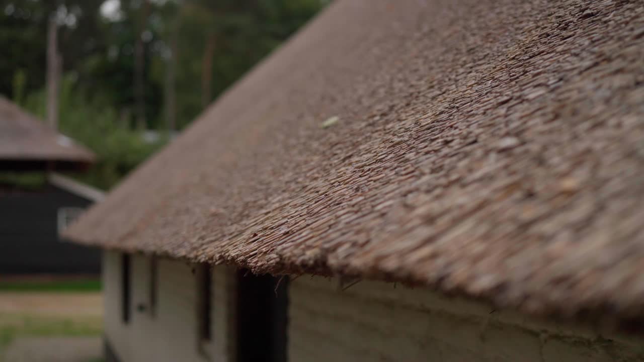 Close up detail of traditional thatched roof made of dried reeds on a historical farmhouse. Natural roofing material texture showcasing dutch architectural heritage and craft