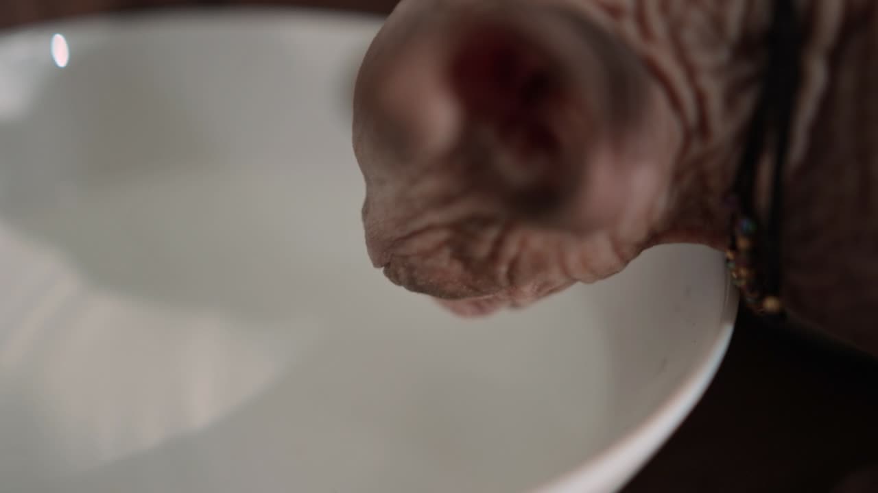 A Sphynx Cat Drinking Water From a White Bowl - Close Up