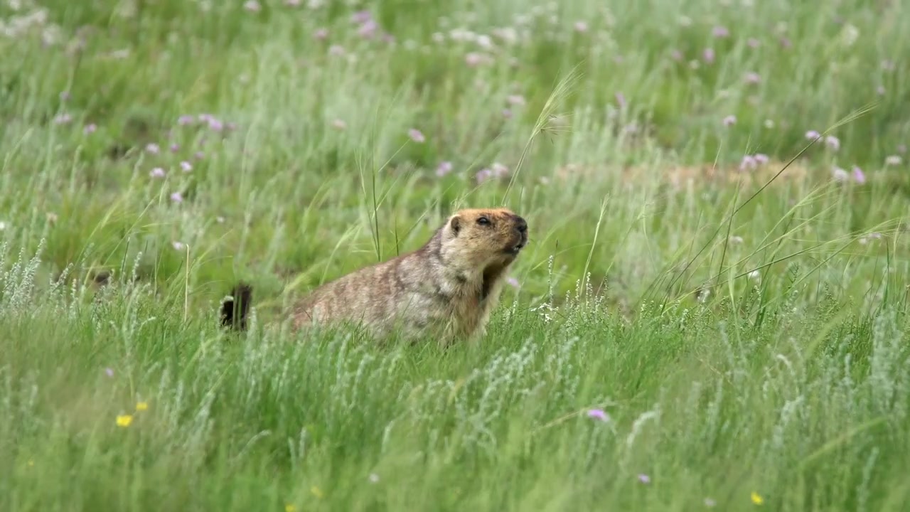 Siberian Marmot Calling in a Grassy Meadow