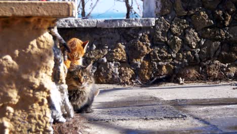 los gatos sin hogar en la calle comen comida a principios de la primavera.