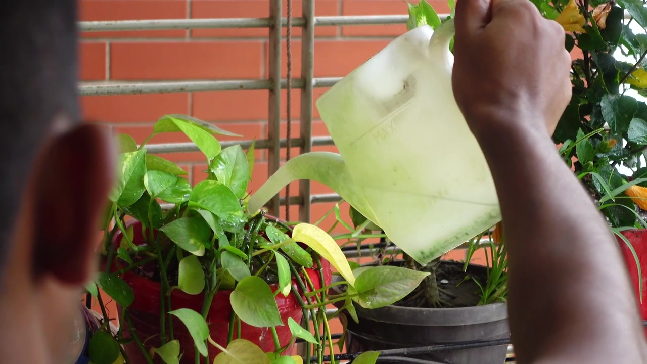Person Watering Potted Plants on a Balcony