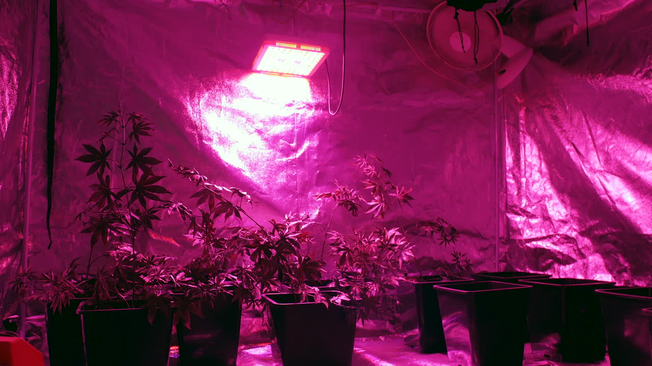 plantas de cannabis que crecen en una tienda de cultivo bajo una lámpara con ventilador