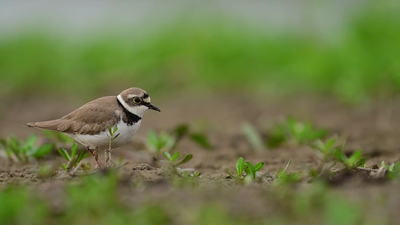 Small Bird Perched in Lush Green Grass by Water