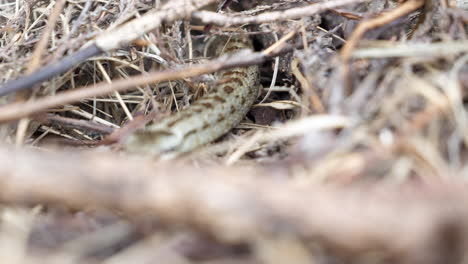 close up gimbal shot of snake crawling among branches and dry leaves