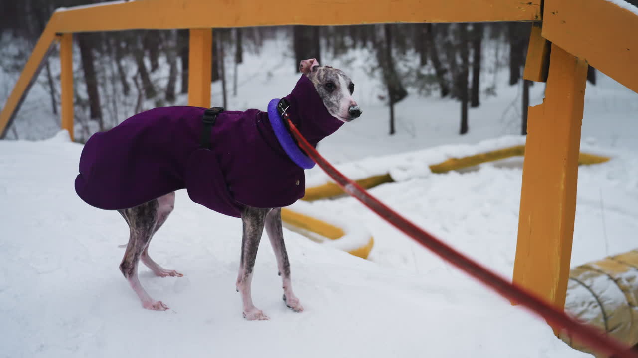 Greyhound dog in purple coat standing on snowy bridge, facing forest, attached to red leash, surrounded by yellow railings, appearing calm and alert in cold winter landscape with soft overcast lighting