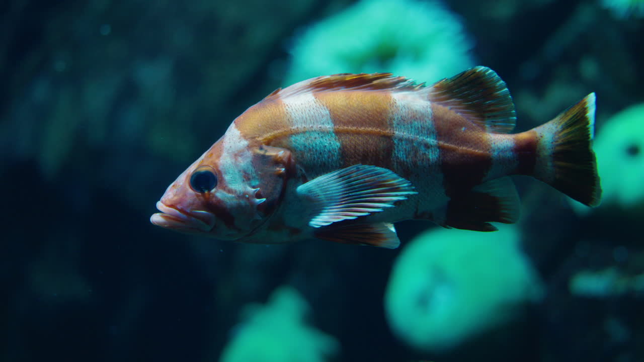 Striped Fish in Aquarium