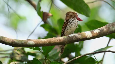 girando su cuello para mirar más a su izquierda, martín pescador anillado lacedo pulchella, hembra, parque nacional kaeng krachan, tailandia