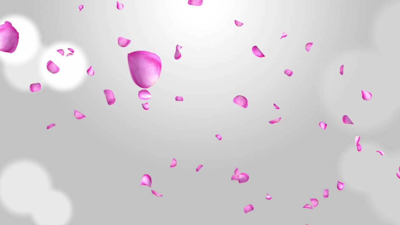 Falling Cherry Blossom Petal on Pink Loop background, Looped. Green Screen