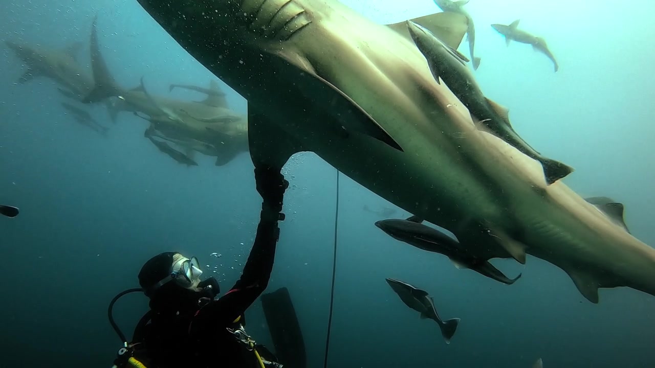 Diver Interacting with Oceanic Blacktip Sharks in Slow Motion